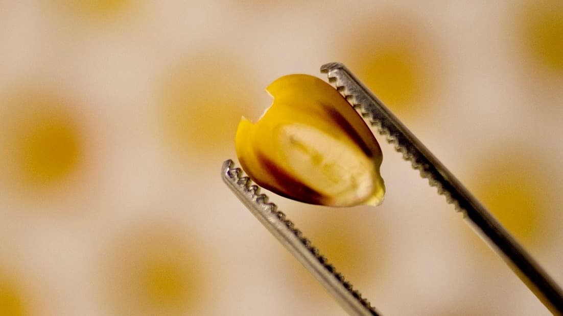 La biotecnología Bt en maíz permitió expandir las fronteras agrícolas y permitió siembras más tardías a las tradicionales.