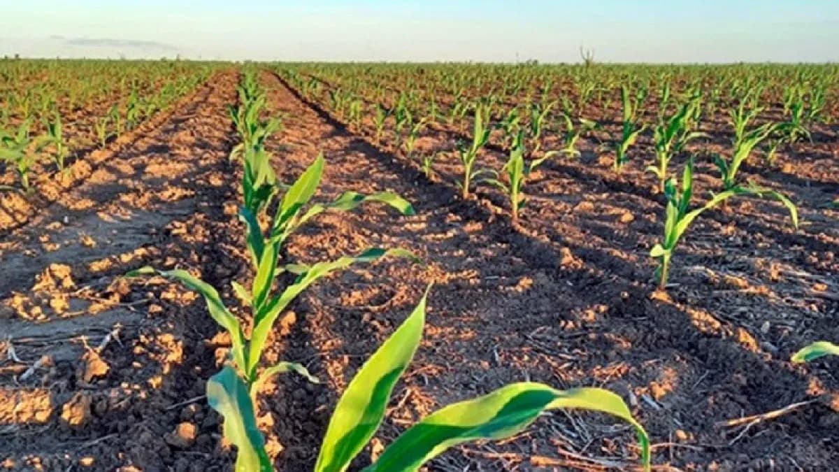 El maíz temprano anticipa un cuello de botella histórico en los puertos argentinos
