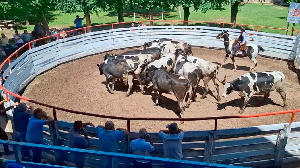 La vaquillona de tambo cierra 2025 con precios firmes