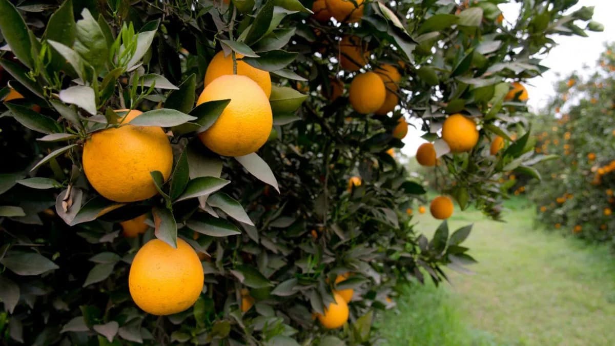 Mejoran el acceso de los cítricos al mercado japonés con un nuevo acuerdo sanitario