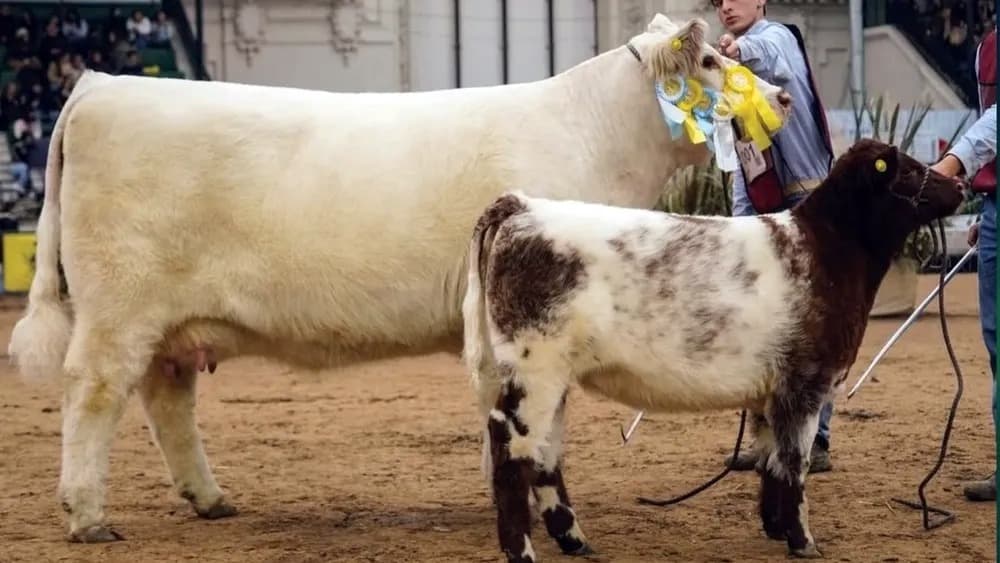 Leave Blancanieves, la vaca campeona de Trenque Lauquen.