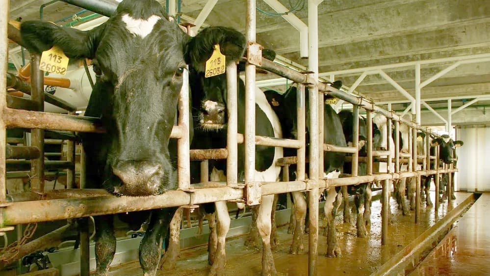 Novedades sobres los tambos en el país.