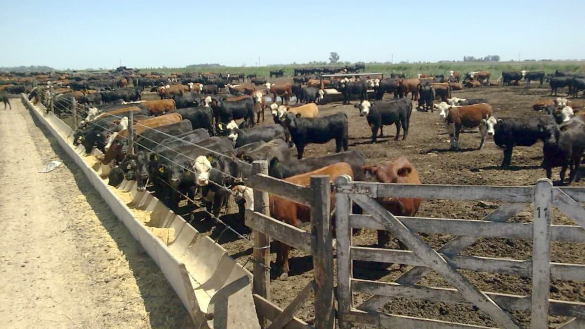 Feedlots llenos, balances vacíos: sube la ocupación y caen los márgenes