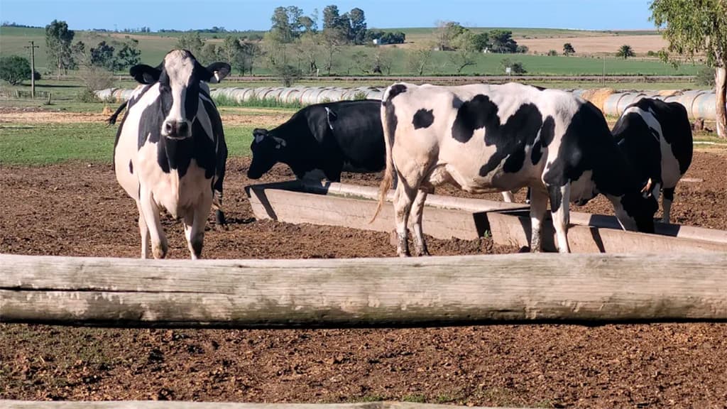 Argentina cerró el 2025 con 9013 tambos existentes
