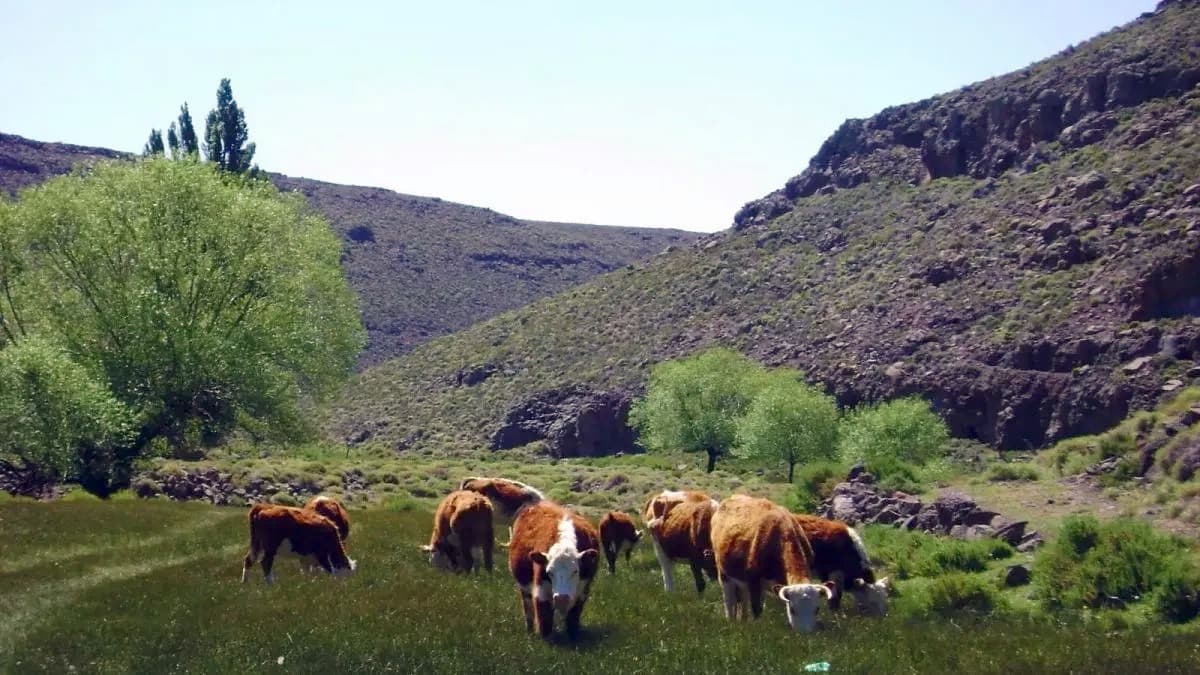 El INTA actualiza el mapa de carbono de los suelos para mejorar la fertilidad y la productividad