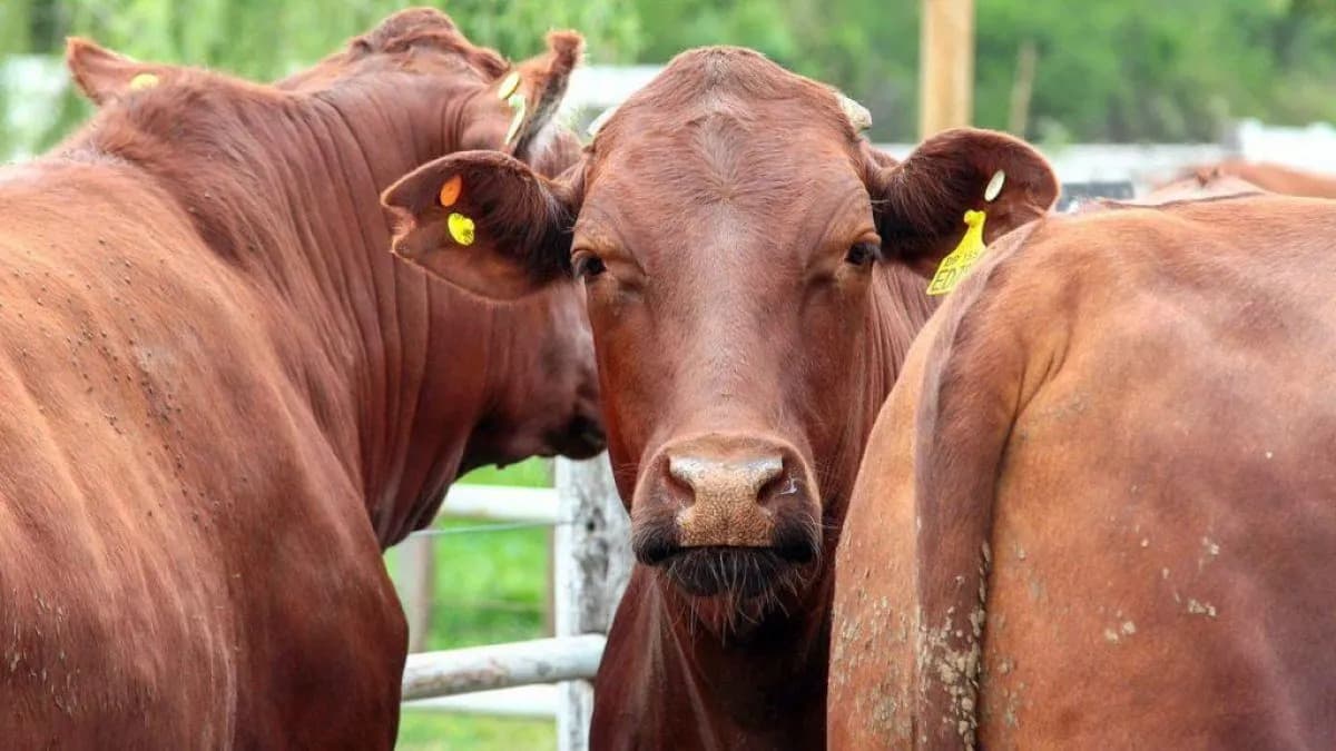 Precios firmes y oferta acotada: la invernada inicia 2026 sin perder impulso