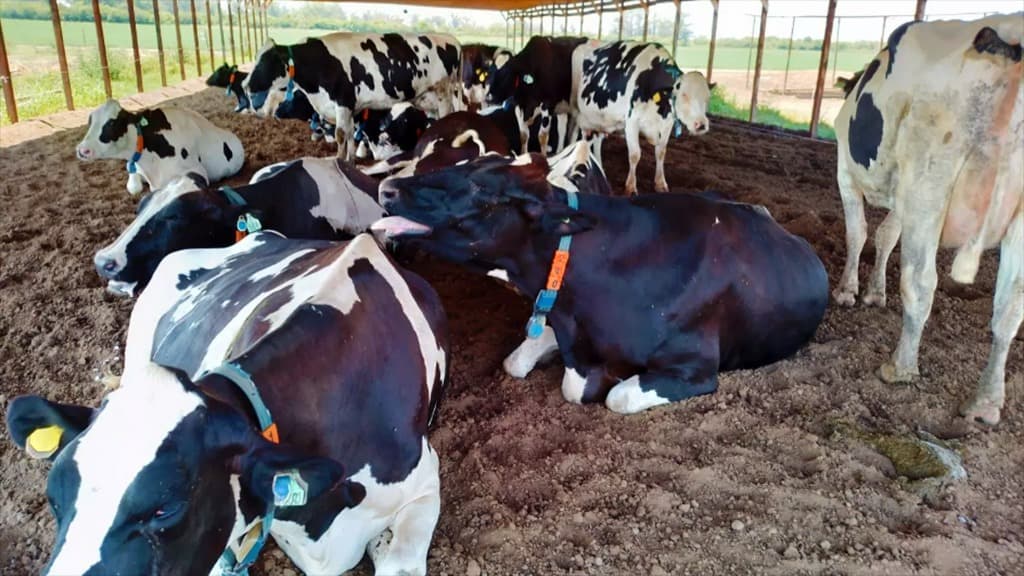 Lechería: con tecnologías de precisión, es posible anticiparse al estrés térmico en vacas