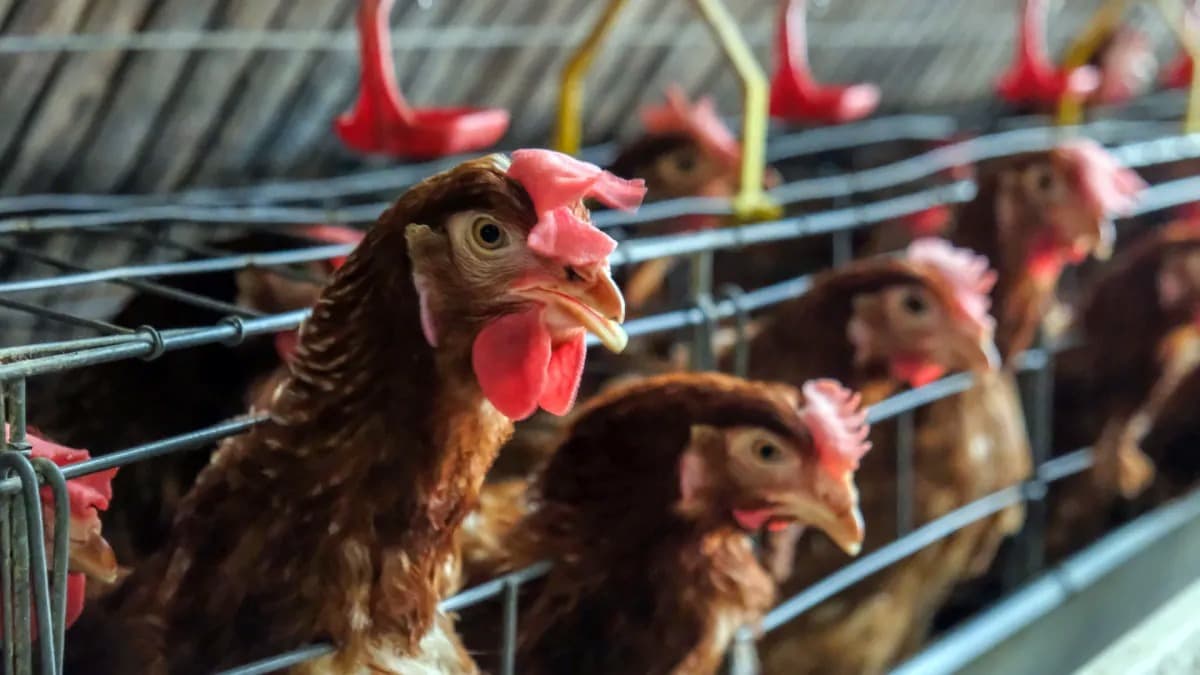 Influenza aviar: Buenos Aires suma un segundo foco en producción comercial