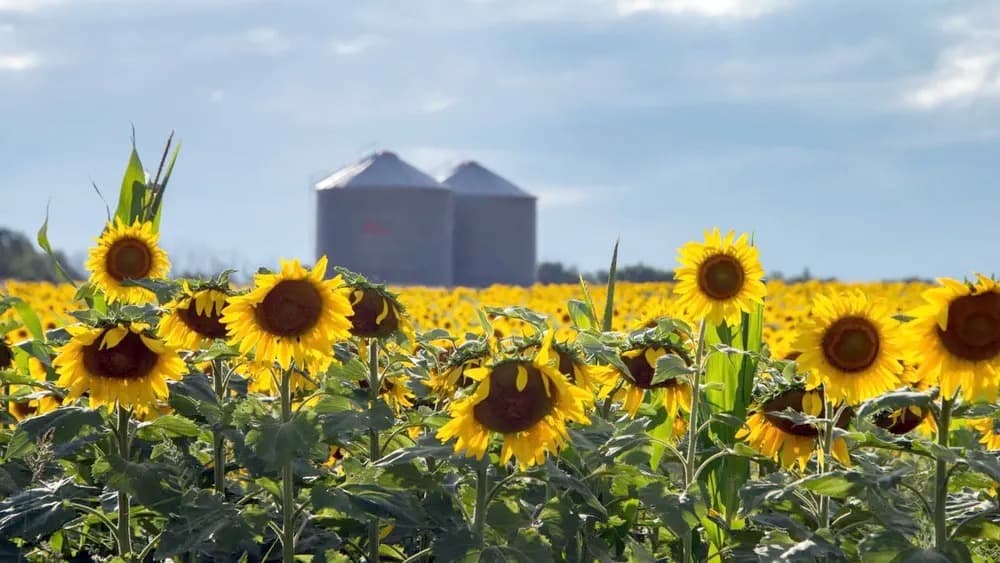El girasol es el cultivo en ascenso en la Argentina. La baja de la producción en Ucrania favorece este momento.