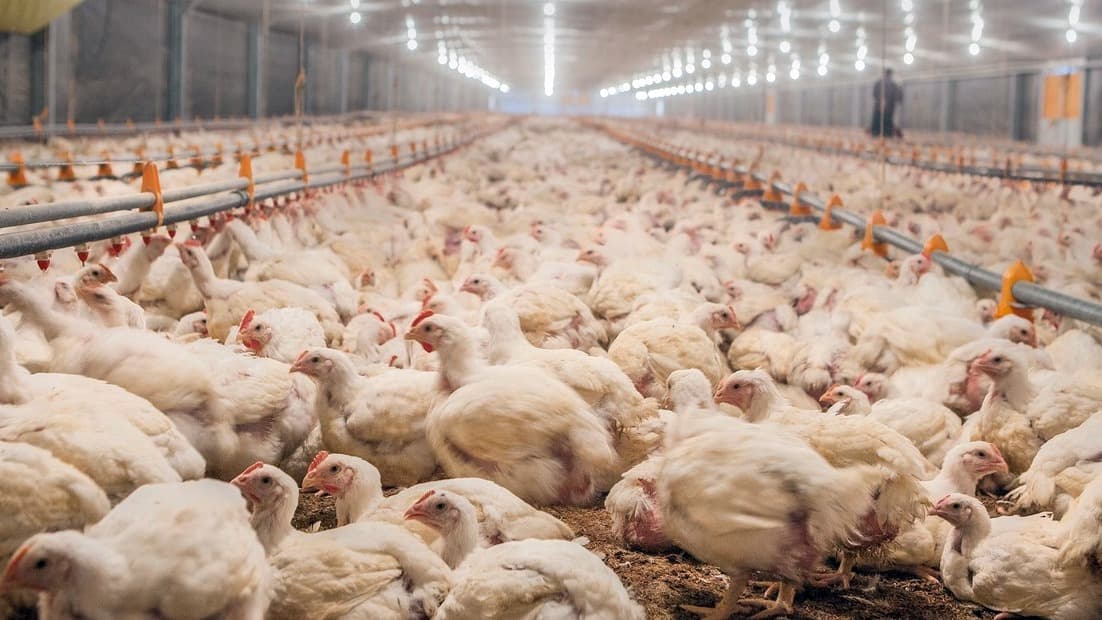 El Senasa detectó un nuevo caso de influenza aviar altamente patógena (IAAP) H5 en una explotación de la localidad bonaerense de Ranchos. (Foto: Senasa) Imagen: 1/1