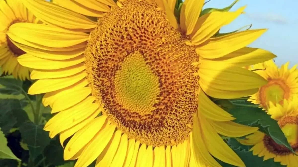 El girasol también rompe récords en Córdoba