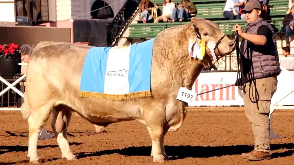 Un toro de raza Murray Grey criado en el Sudoeste Bonaerense fue distinguido como Campeón del Mundo en una competencia internacional que reunió a los mejores ejemplares de la raza.