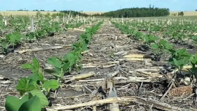 Casi perdida. Es la opinión de referentes del sector, sobre la soja de segunda
