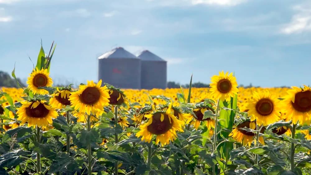 El girasol es el cultivo en ascenso en la Argentina en el rubro agroindustria.