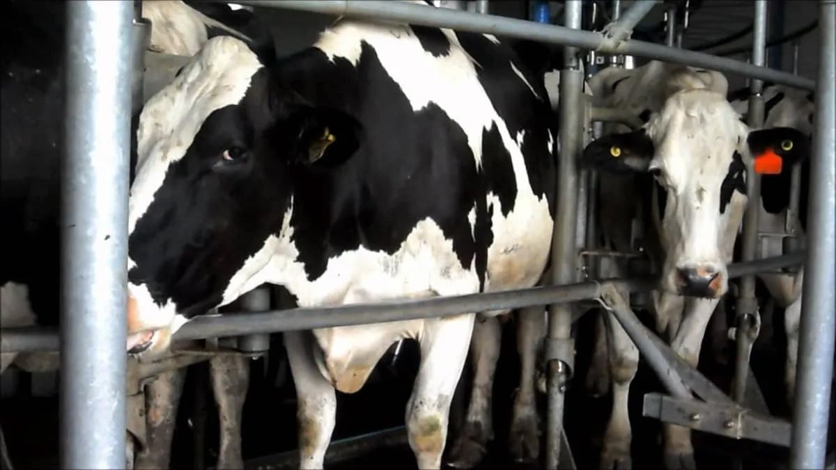 La lechería argentina arranca 2026 con más producción, pero menos tambos