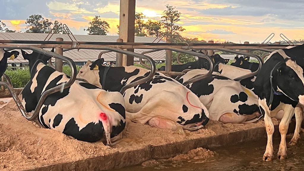 El megatambo familiar de Brasil que trabaja 70.000 litros por día y tiene su propia marca de productos