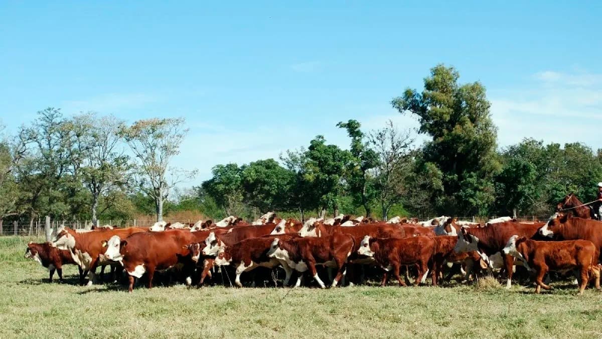 La hacienda repuntó y las vacas lideraron las subas en el mercado