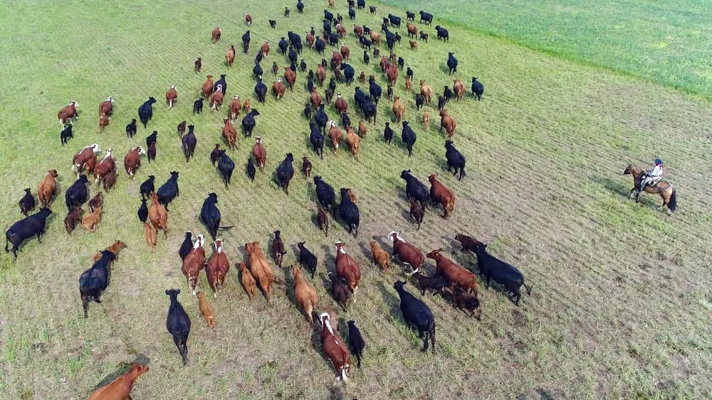 Las vacas en medio de un campo del país.