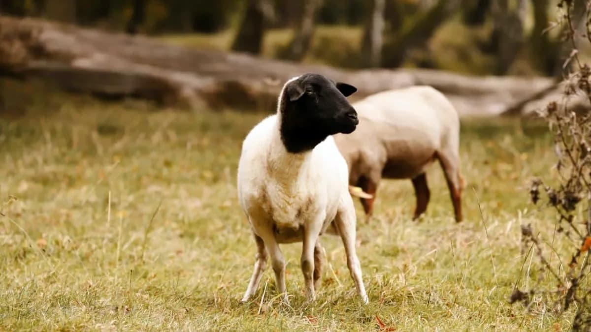 Alerta: ingresó desde Paraguay una enfermedad mortal en ovinos