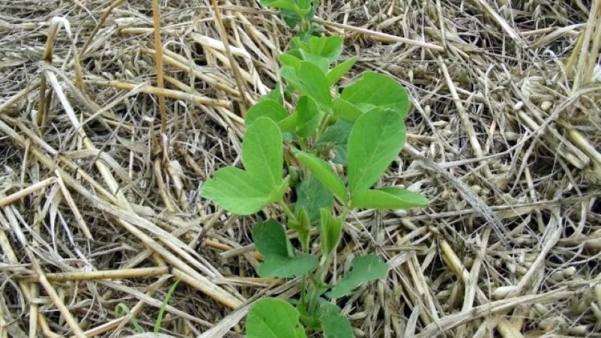 La siembra al borde de las rutas volvió al Congreso