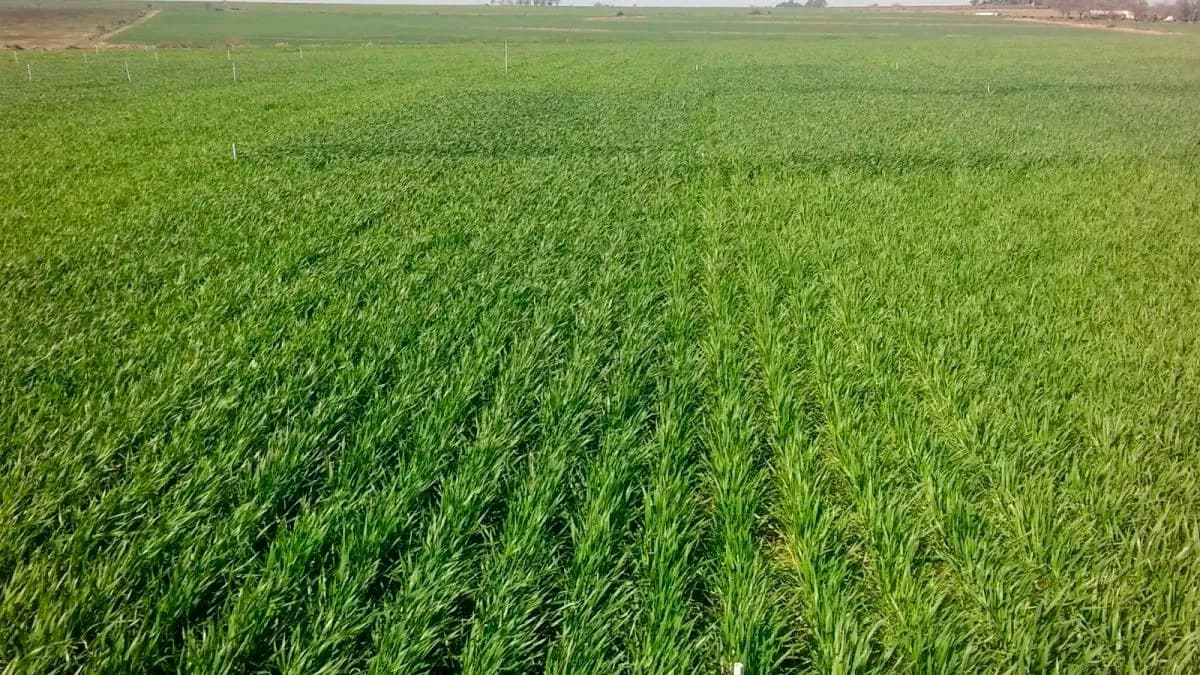 Suelos y agua, las claves para encarar una campaña fina más eficiente