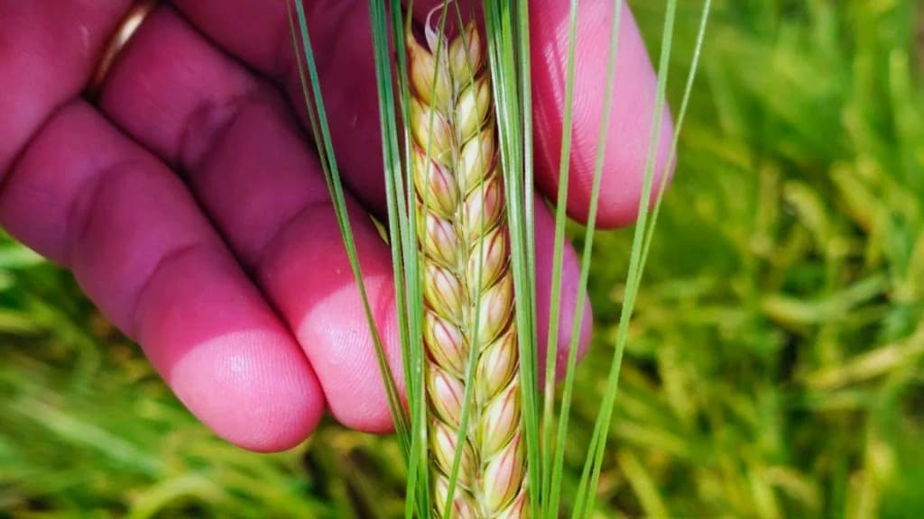 El INTA lanza una cebada cervecera que rinde más y resiste mejor el frío