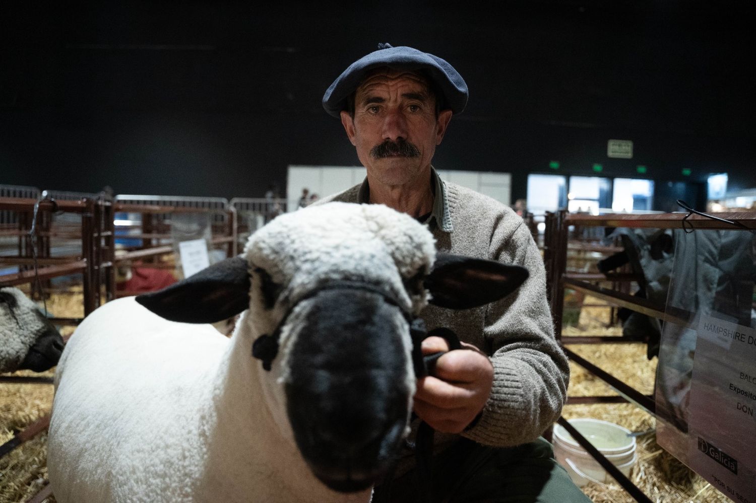 La genética inglesa Hampshire Down regresa a la Expo después de 50 años