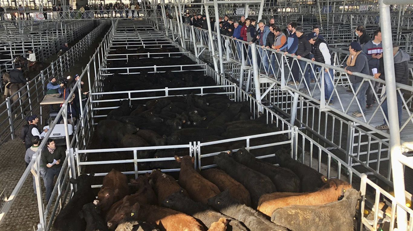 Bajan estrepitosamente los precios de la carne en Cañuelas y las redes sociales estallan