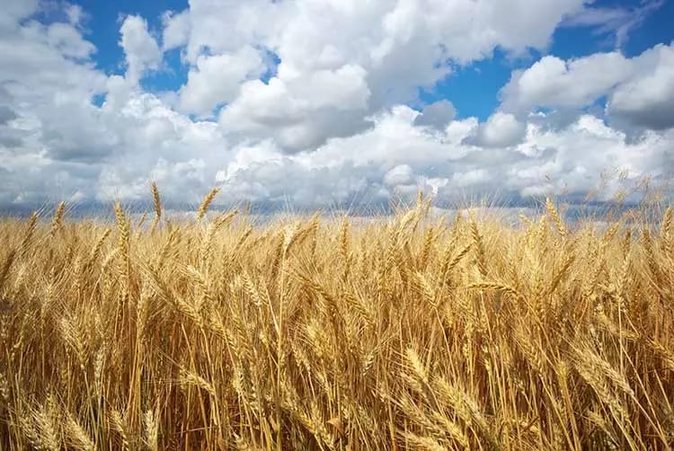 Las lluvias fueron insuficientes para el trigo y bajan la proyección de producción a 15 millones de toneladas