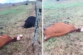Ingresaron a un campo, mataron siete vacas y robaron herramientas valuadas en más 2 millones de pesos