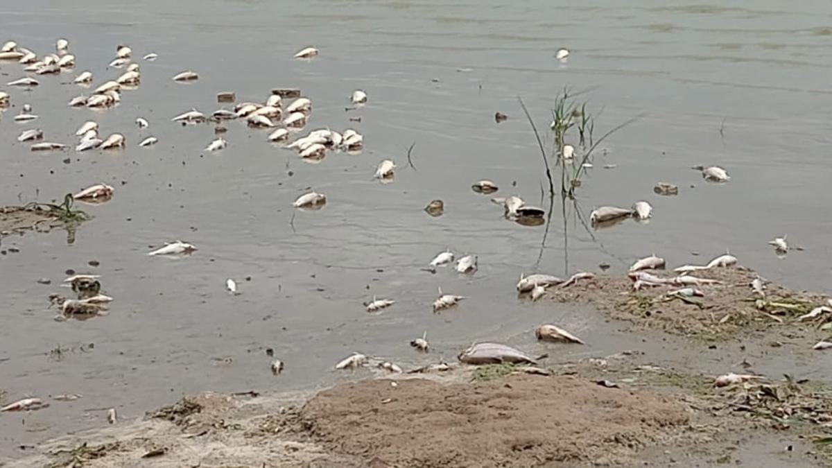 Hallaron nuevamente miles de peces muertos en la Laguna de Chascomús por “causas naturales”