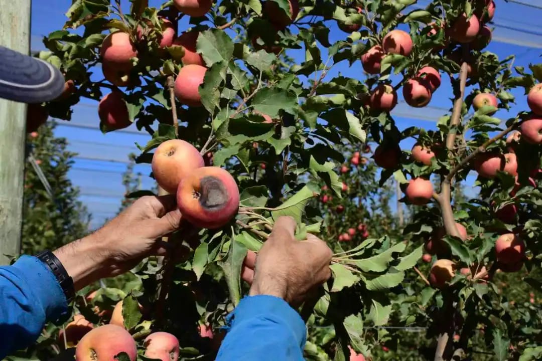 Cómo es el proyecto para la obtención de alimentos saludables de excedentes frutícolas