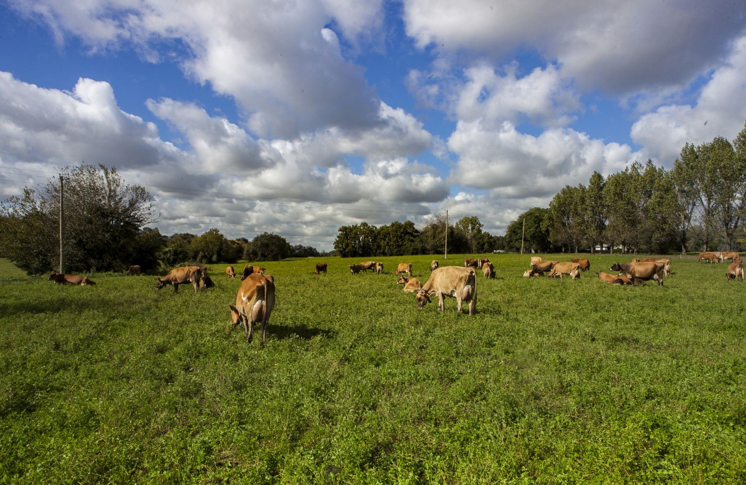 Qué tener en cuenta a la hora de transportar animales de consumo