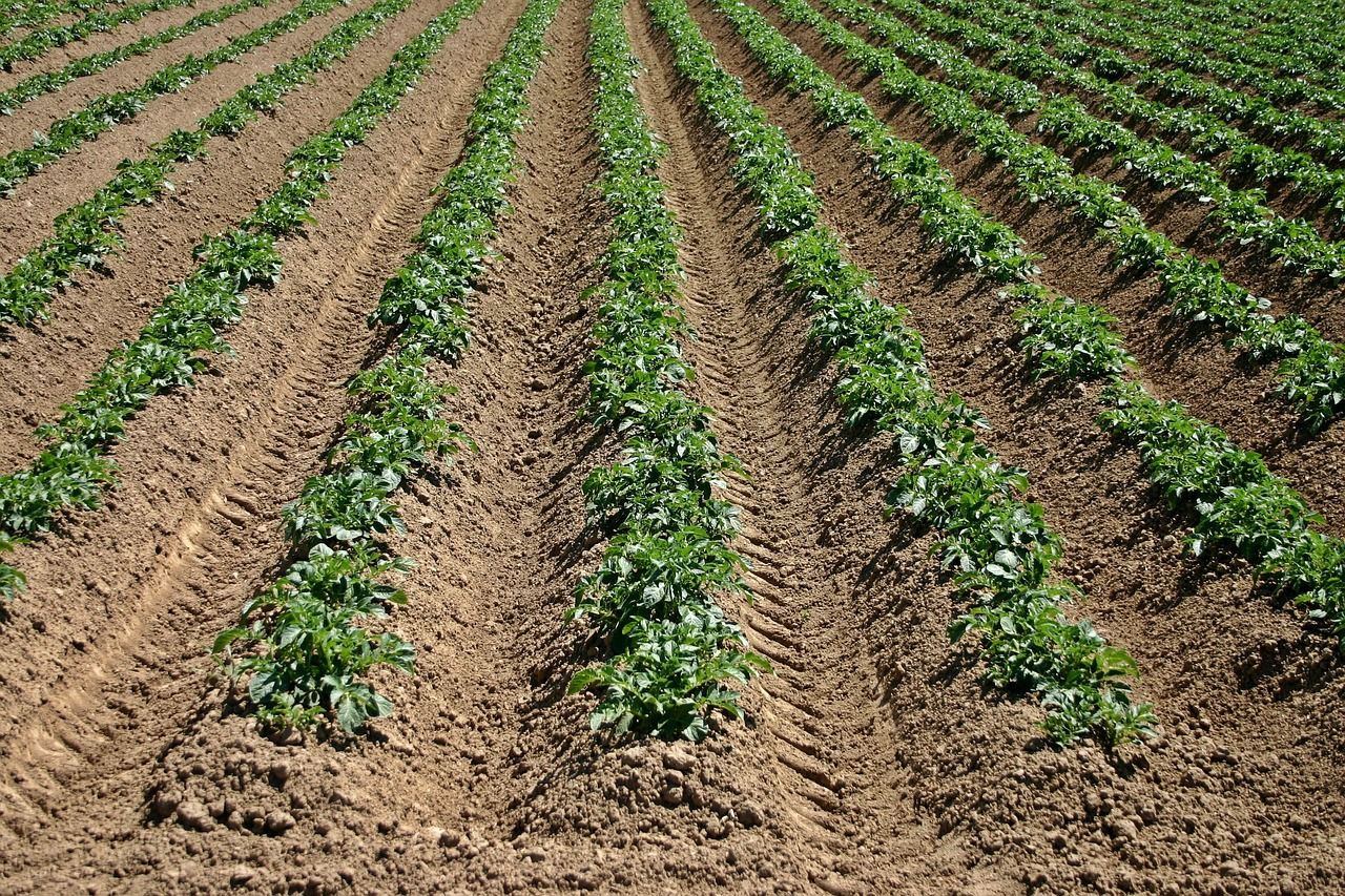 Producto argentino para controlar la humedad en suelo productivo contará con trazabilidad completa