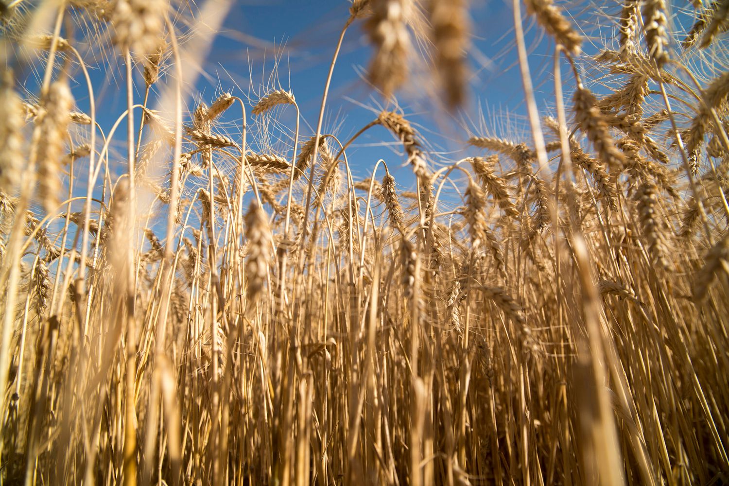 Un paso clave: Argentina exportará por primera vez trigo a China