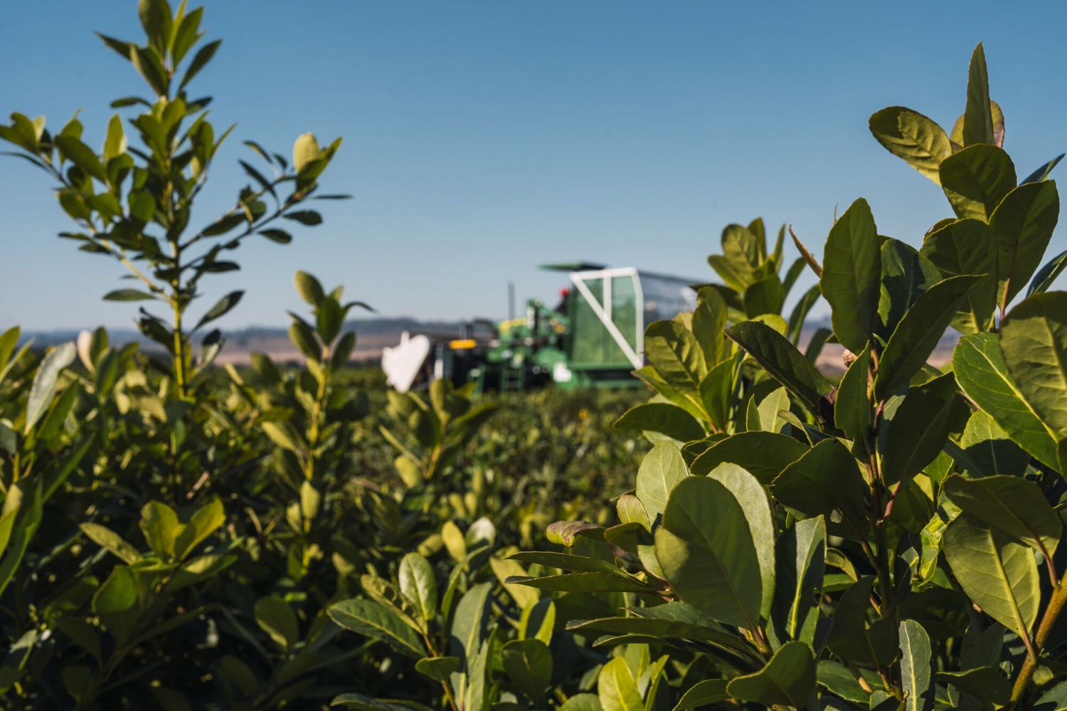 Yerba récord en 2023: el consumo más las exportaciones superaron los 325 millones de kilos