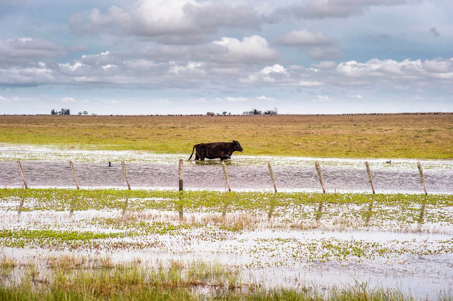 El Gobierno declaró a 10 municipios bonaerenses en emergencia agropecuaria