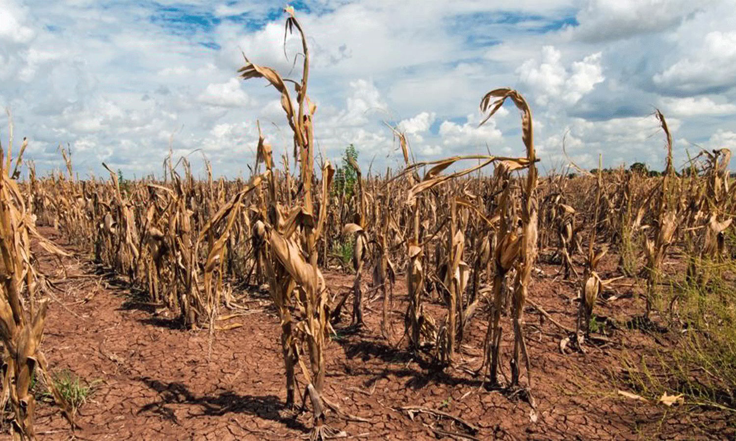 Último trimestre: vaticinan más calor que lo normal y bajas precipitaciones