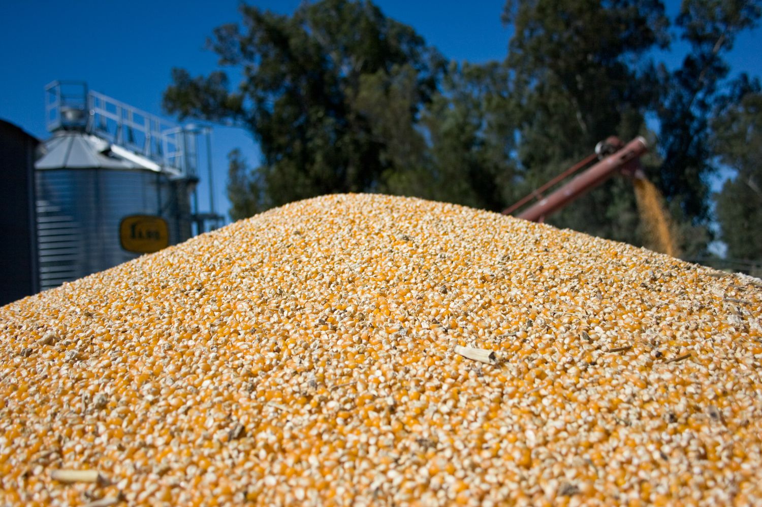 Buenas noticias: abren el mercado para que la Argentina exporte maíz a China