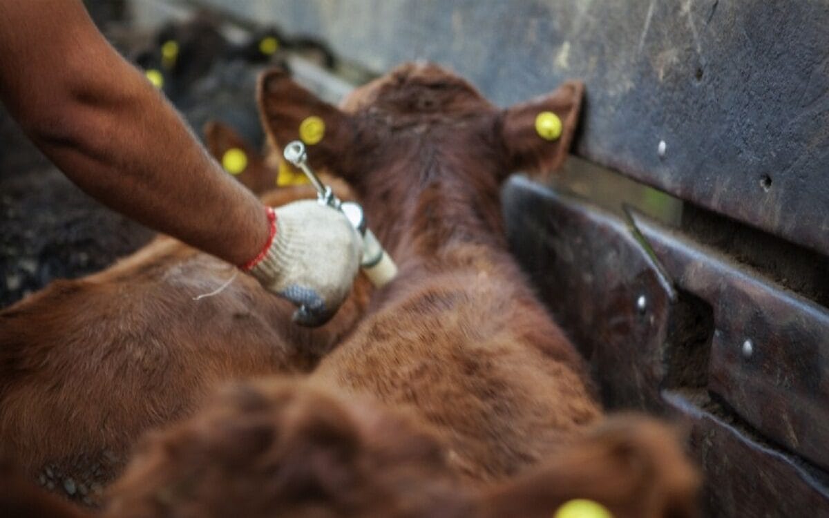El Gobierno oficializó cambios para la importación de la vacuna antiaftosa