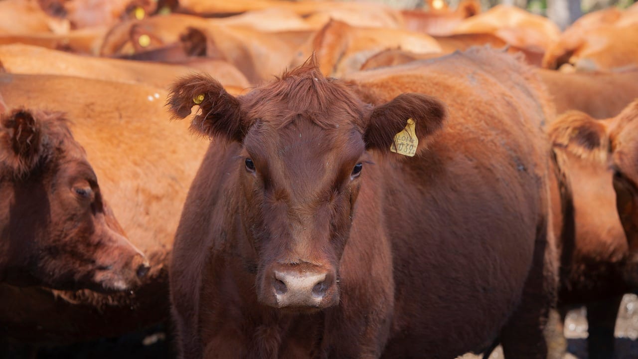 Cómo viene la faena de cabezas bovinas durante este 2024