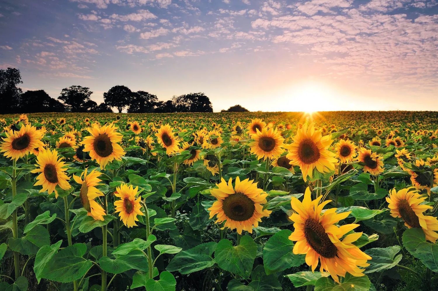Girasol: las proyecciones  de siembra para esta campaña vaticinan una superficie estable