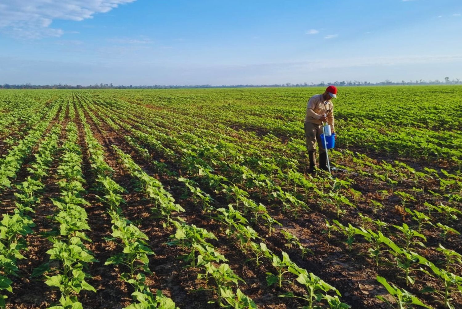 Brasil aplica ocho veces más nutrientes a sus suelos que Argentina