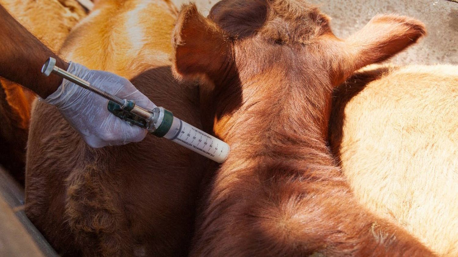 Refuerzan los controles en Argentina ante un foco de fiebre aftosa en Alemania