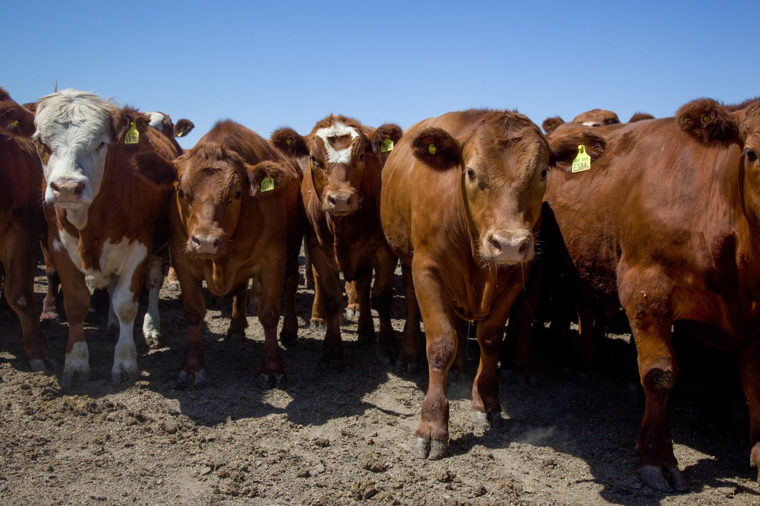 En enero se mantuvo la faena de bovinos y la producción de carne