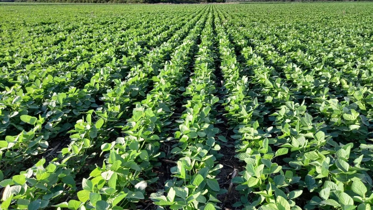 Soja libre de deforestación: adaptarse podría dejar ganancias