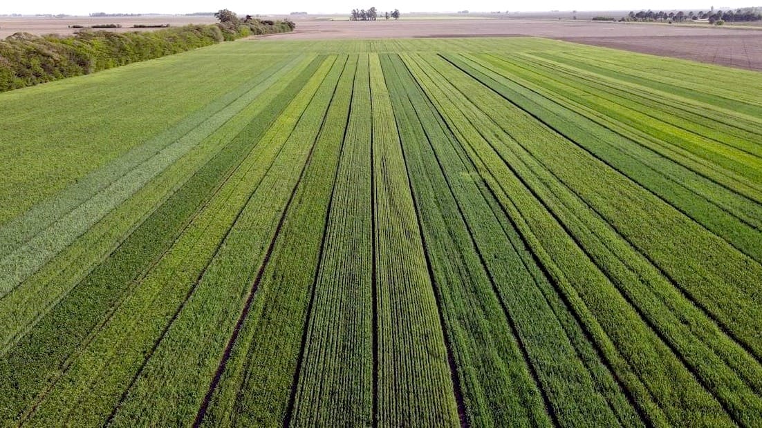 “Nunca vi una campaña con este nivel”: desde el INTA aseguran que los rindes de trigo serán históricos