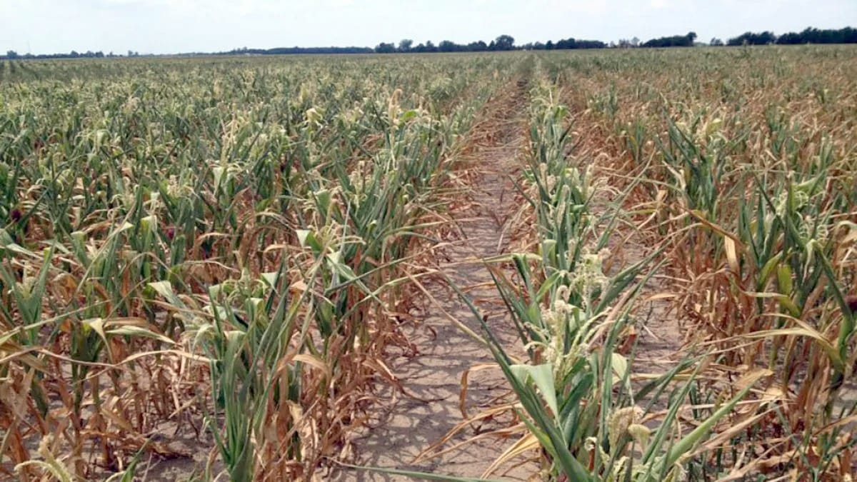 El Banco Mundial prevé una baja en los commodities y alerta por el impacto de La Niña en Argentina