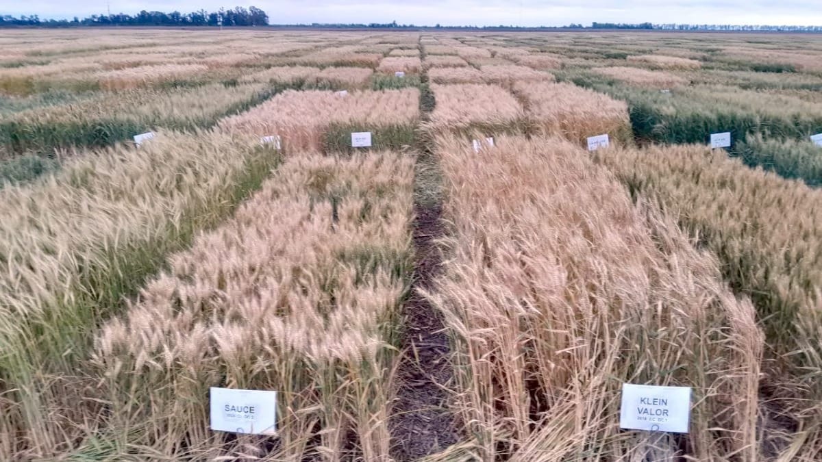 Campaña récord de trigo: los ensayos del INTA anticipan rindes históricos