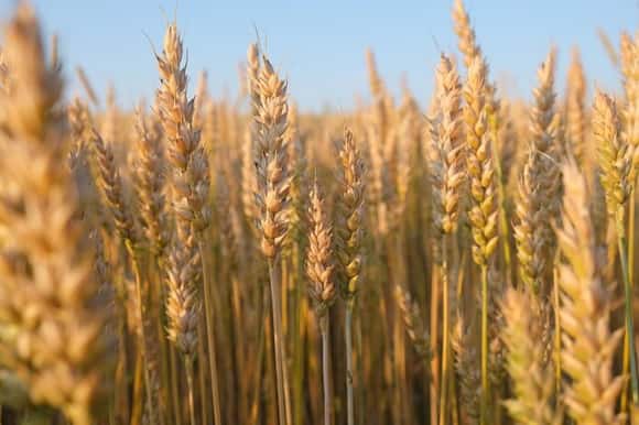 Por el aumento de la molienda de trigo creció la producción de harina